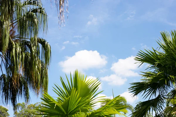 Palme Mit Blauem Himmel — Stockfoto