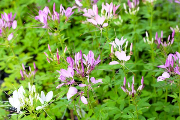 Cleome Spinosa Nel Parco — Foto Stock