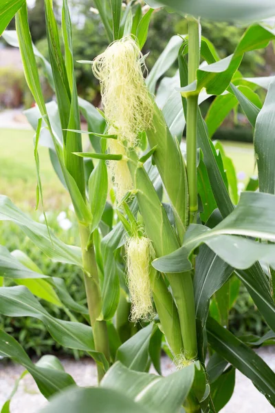 Young corn fruits on the corn field