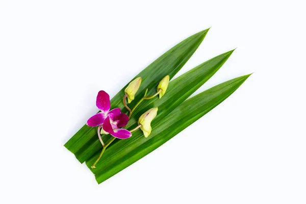 stock image Orchid with green pandan leaves on white background.