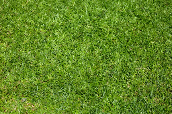 Fresh Lawn Grass Beautiful Green Garden — Foto Stock