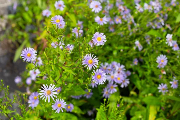 stock image Beautiful violet flowers of Symphyotrichum dumosum