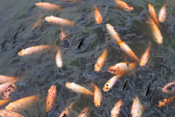 Red Tilapia Fish Pond — Stock Photo, Image