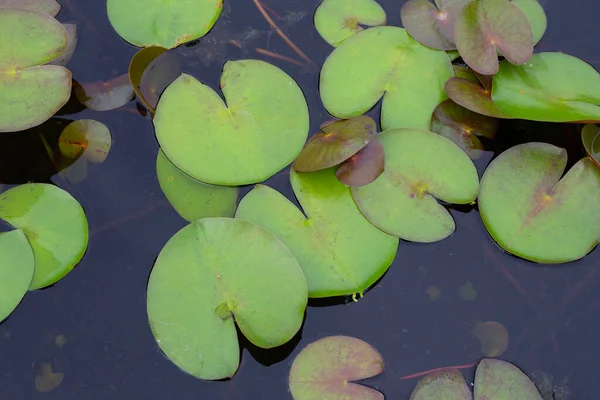 Beautiful Blooming Lotus Flower Leaves Waterlily Pond —  Fotos de Stock