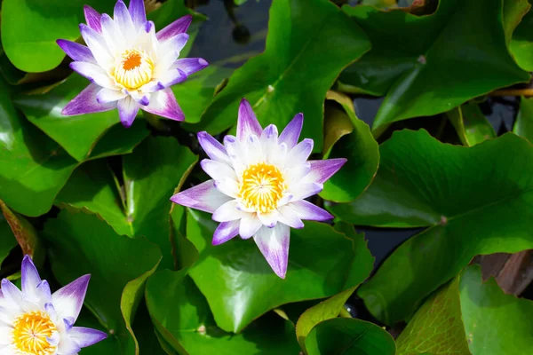 Beautiful Blooming Nymphaea Lotus Flower Leaves Water Lily Pot — Stockfoto