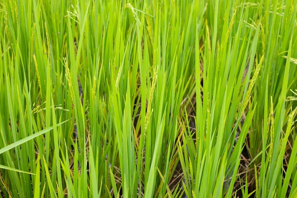 稻田里的水稻 — 图库照片