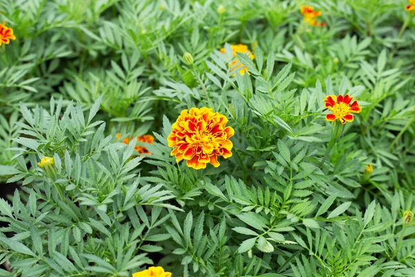Marigold Flower Garden — Stock Photo, Image