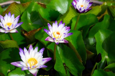 Beautiful blooming Nymphaea lotus flower with leaves, Water lily pot