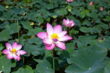 Pink lotus flower blooming in pond with green leaves