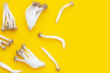 Beyaz kayın mantarı, Shimeji mantarı, sarı arka planda yenilebilir mantar..