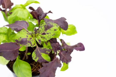 Siyah kapta taze fesleğen yetişiyor.