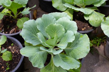 Saksıda yeşillik yetişiyor.