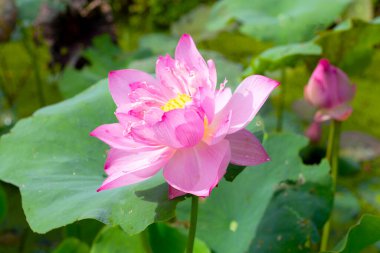 Pink lotus flower blooming in pond with green leaves