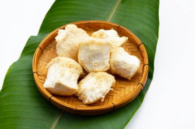 Taze ender bulunan aslan yelesi mantarı