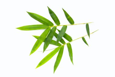 Bamboo leaf. Fresh green leaves on white background.