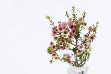 Beyaz arkaplanda pembe beyaz balmumu çiçeği.