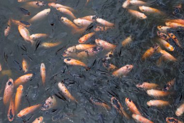 Göletteki Kırmızı Tilapia Balığı