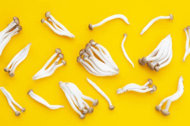 Beyaz kayın mantarı, Shimeji mantarı, sarı arka planda yenilebilir mantar..