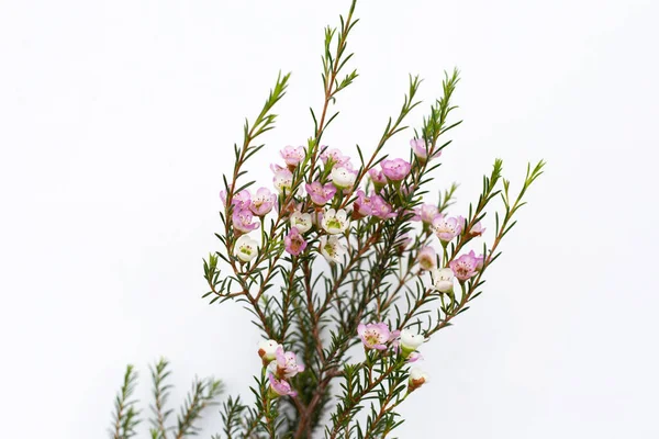 stock image Pink white waxflower on white background.