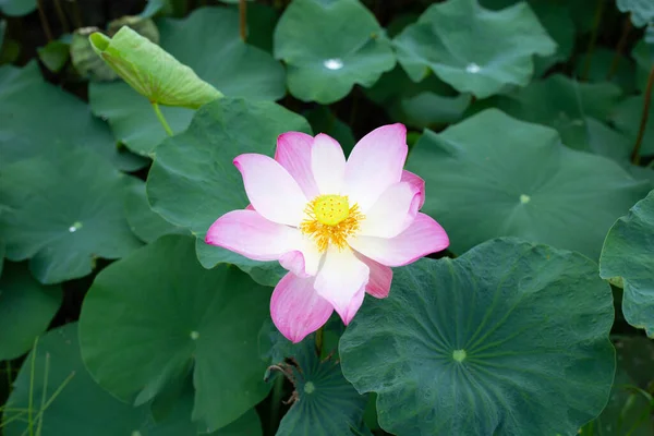 Pink Lotus Flower Blooming Pond Green Leaves — Stockfoto