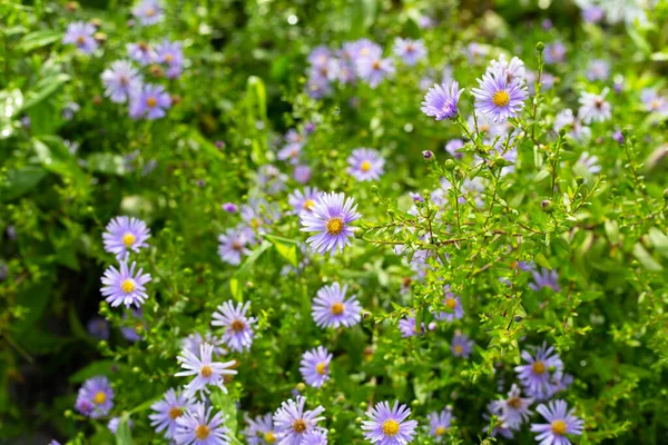 stock image Beautiful violet flowers of Symphyotrichum dumosum