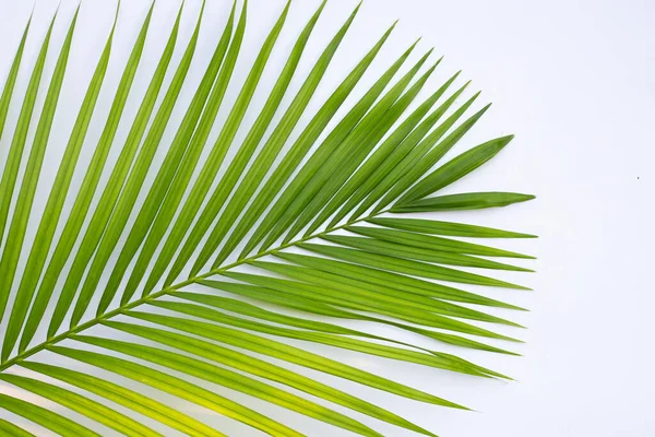 stock image Green leaves of palm tree