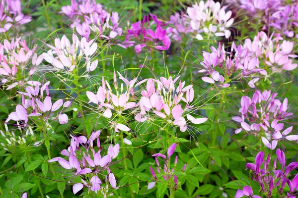 Cleome Spinosa Nel Parco — Foto Stock