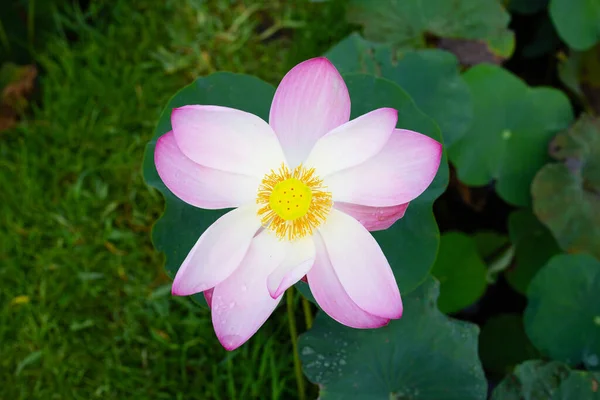 stock image Pink lotus flower blooming in pond with green leaves