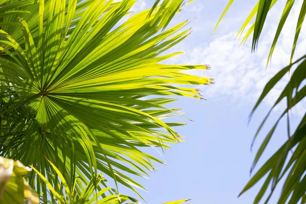 Пальма Голубым Небом — стоковое фото