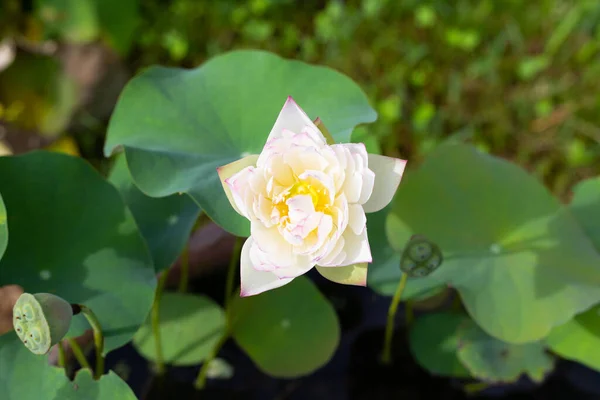 Flor Lótus Florescendo Lagoa Com Folhas Verdes — Fotografia de Stock