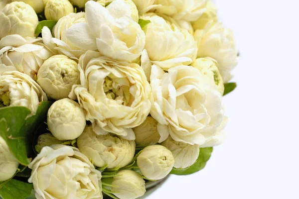 Jasmine Flower White Background — Stock Photo, Image