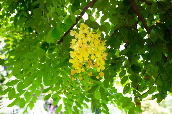 Rainbow Shower Tree Flower — Photo