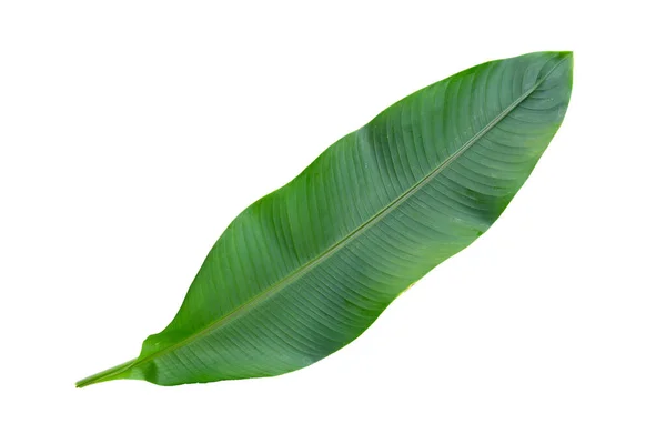 Heliconia Blätter Auf Weißem Hintergrund Kopierraum — Stockfoto