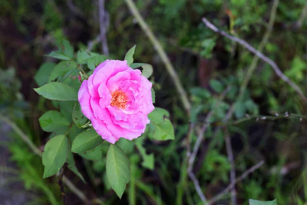 Rose Flower Garden — Stock Photo, Image