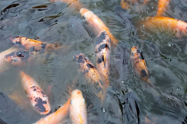 stock image Red tilapia fish in the pond