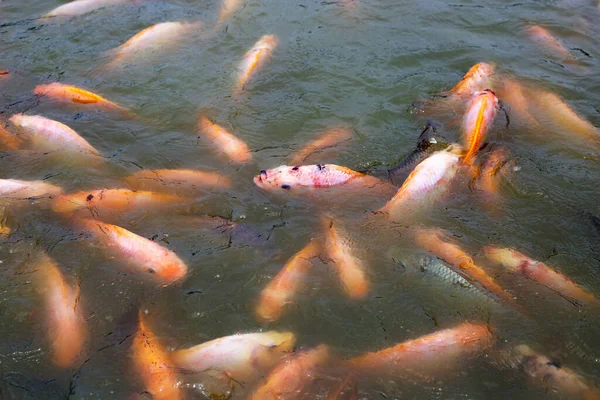 Red Tilapia Fish Pond — Stock Photo, Image