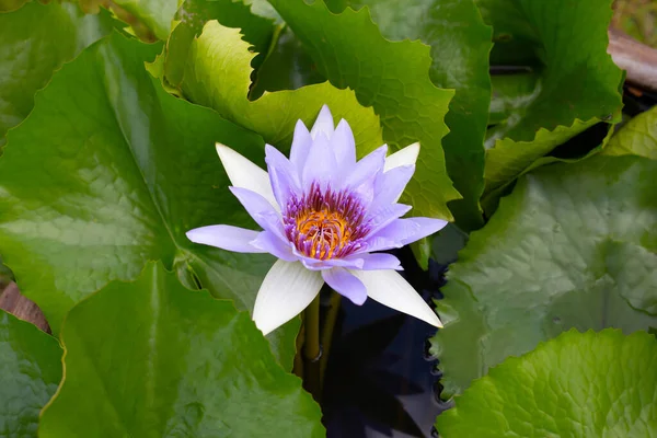 Beautiful Blooming Nymphaea Lotus Flower Leaves Water Lily Pot — ストック写真