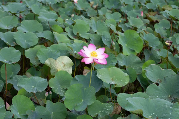 Pink Lotus Flower Blooming Pond Green Leaves — Foto de Stock