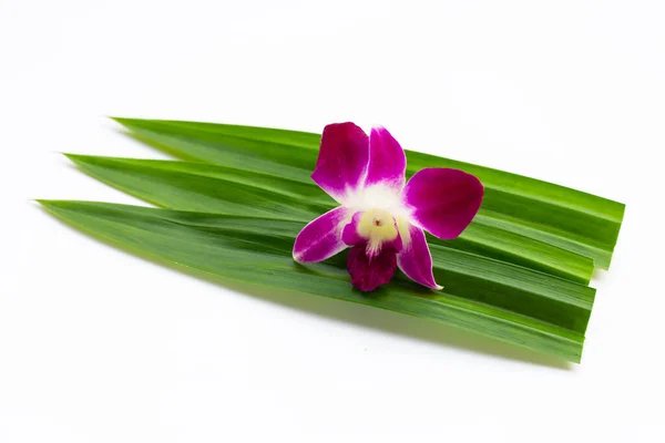 Orkidé Med Gröna Pandablad Vit Bakgrund — Stockfoto