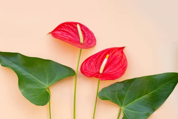 stock image Flamingo flower or pigtail anthurium