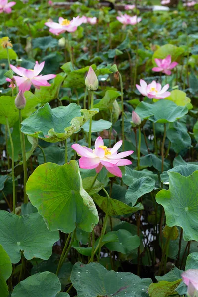 stock image Pink lotus flower blooming in pond with green leaves