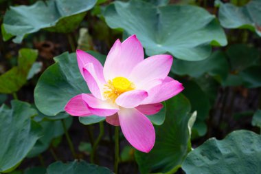 Pink lotus flower blooming in pond with green leaves