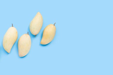 Tropik meyve, mavi arka planda mango. Boşluğu kopyala