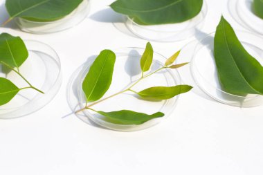 Beyaz arka plandaki petri kabında taze okaliptüs yaprakları..