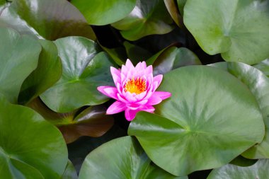 Beautiful blooming Nymphaea lotus flower with leaves, Water lily pot