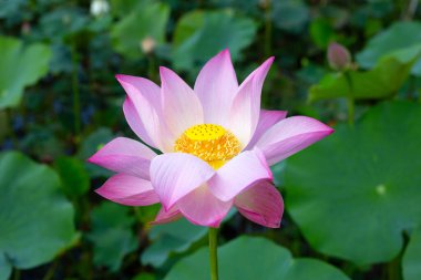 Pink lotus flower blooming in pond with green leaves