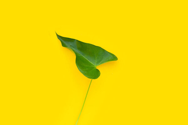 Flamingo flower or pigtail anthurium leaf on yellow background. 