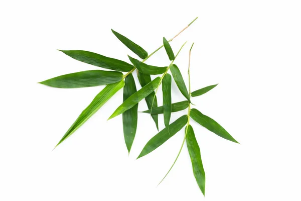 Fresh Bamboo Leaves White Background — Stock Photo, Image