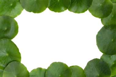 Taze yeşil centella asiatika. Yaprak çerçevesi