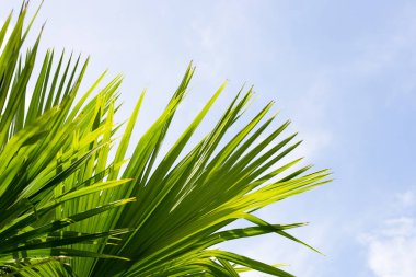 Mavi gökyüzü olan palmiye ağacı